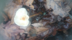 Гриб из Кинель, Самарской