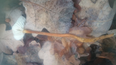 Гриб из Кинель, Самарской