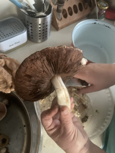 Гриб из Шахты