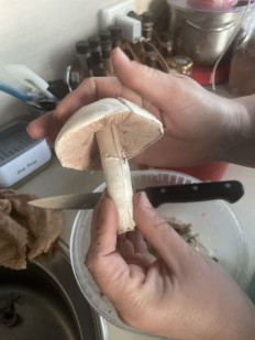 Гриб из Шахты