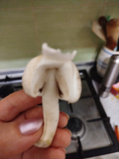 Гриб из Феодосия