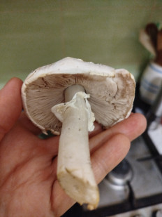 Гриб из Феодосия