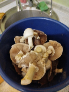 Гриб из Феодосия