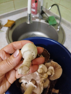 Гриб из Феодосия