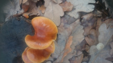 Гриб из Кинель, Самарской