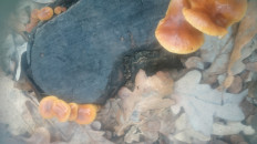 Гриб из Кинель, Самарской