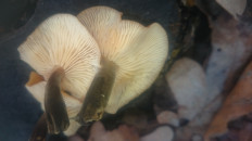 Гриб из Кинель, Самарской