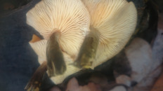 Гриб из Кинель, Самарской