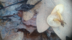 Гриб из Кинель, Самарской