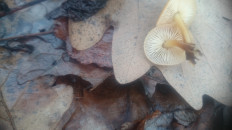 Гриб из Кинель, Самарской