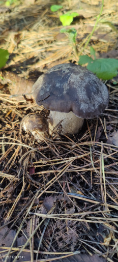 Гриб из Котельники