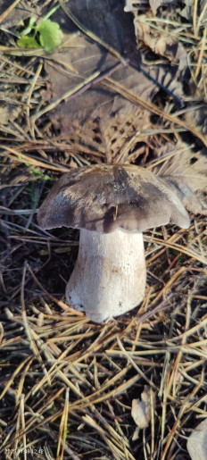 Гриб из Котельники