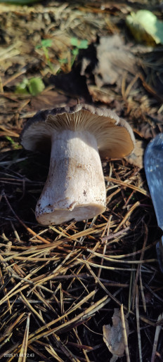 Гриб из Котельники