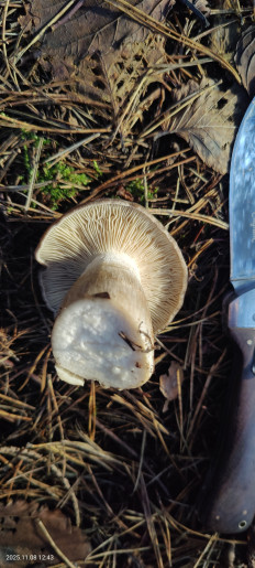 Гриб из Котельники