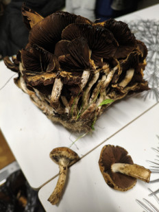 Гриб из Новороссийск