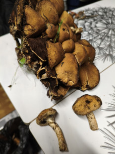 Гриб из Новороссийск