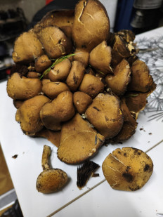 Гриб из Новороссийск