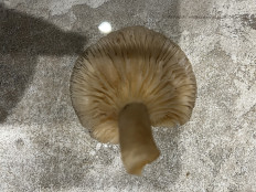 Гриб из Москва