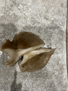 Гриб из Москва