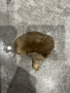 Гриб из Москва