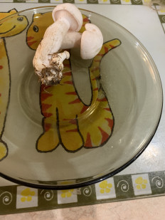 Гриб из Балашиха