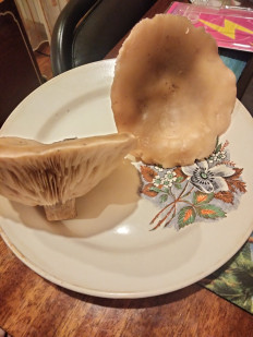 Гриб из Липецк