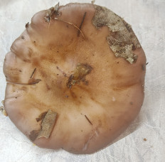 Гриб из Павловский Посад