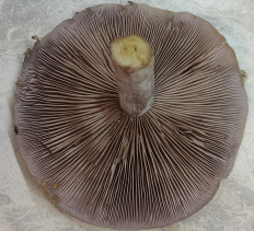 Гриб из Павловский Посад