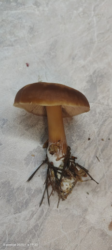 Гриб из Павловский Посад