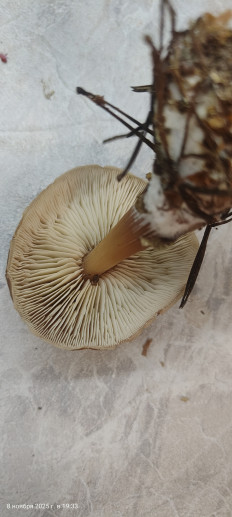 Гриб из Павловский Посад