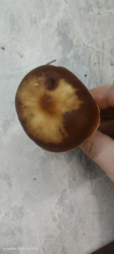 Гриб из Павловский Посад