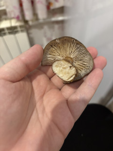 Гриб из Большое Грызлово