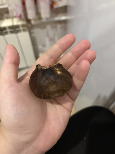 Гриб из Большое Грызлово