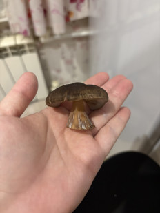 Гриб из Большое Грызлово