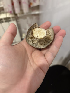 Гриб из Большое Грызлово