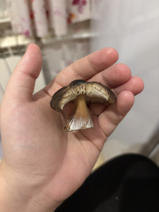 Гриб из Большое Грызлово