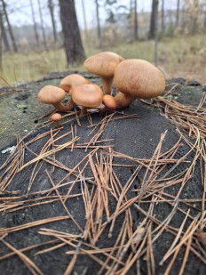 Гриб из Гомель