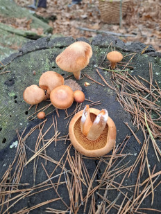 Гриб из Гомель