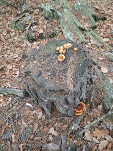 Гриб из Гомель