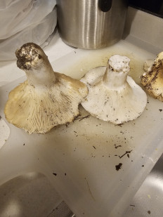 Гриб из Талдыкорган