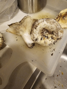 Гриб из Талдыкорган