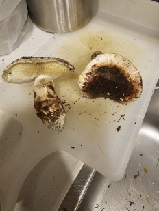 Гриб из Талдыкорган