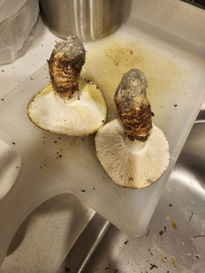 Гриб из Талдыкорган