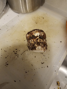 Гриб из Талдыкорган