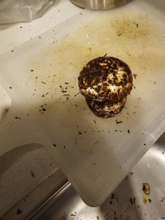 Гриб из Талдыкорган