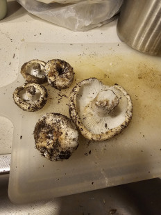 Гриб из Талдыкорган