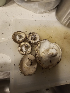 Гриб из Талдыкорган