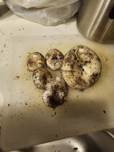 Гриб из Талдыкорган