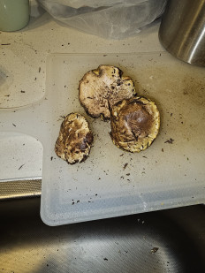 Гриб из Талдыкорган