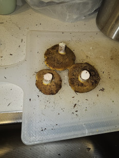 Гриб из Талдыкорган